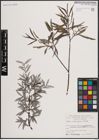 Foto von Salix eleagnos Scop.